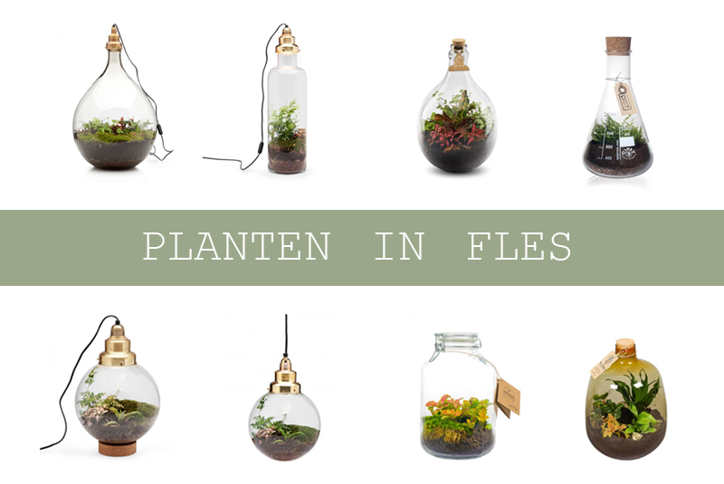 Categorie paddestoel bom Planten in fles of glazen pot - HOMEASE